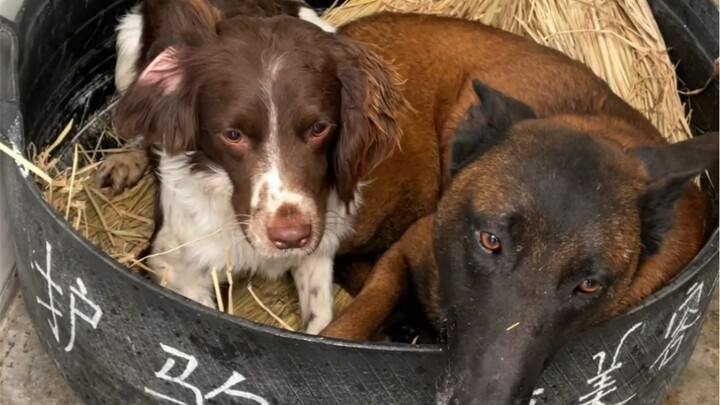 อากาศหนาวแล้ว ฉันเลยทำเตียงยางรูปสุนัขให้เพื่อนร่วมรบผู้เงียบขรึมด้วยมือทั้งหมด ทั้งอบอุ่นและสบาย แถ