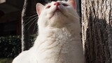 Keseharian Kucing Liar Bai Juyi Selama Pandemi