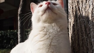 The Stray Cat Bai Juyi's Daily During the Pandemic