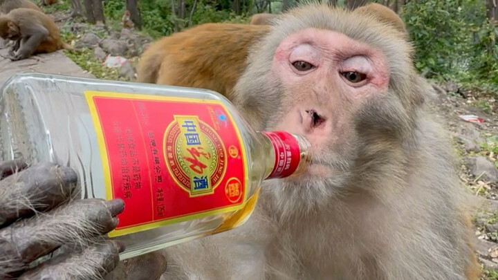 Later, it roamed the entire mountain and never tasted that flavor again.