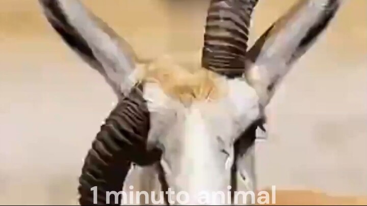 1 minuto animal - Natureza Cruel