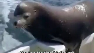 Sea Lion: I'm just coming up to have a buffet, do you guys mind?