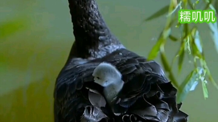 ลูกห่านน้อยซ่อนตัวอยู่บนหลังแม่เลยนะ