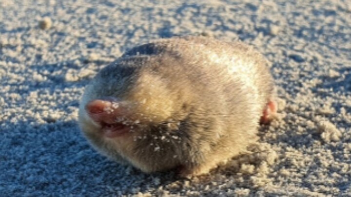 Kejutan! Tikus cakar emas Wen yang dianggap punah selama 87 tahun ditemukan kembali