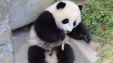 Dou Dou, Son of a Wild Panda, Is So Sweet & Cute