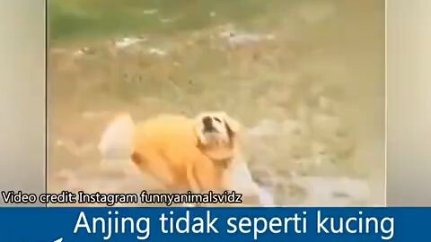 anjingnya lucu cok 🤣