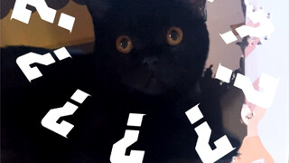 ใครจะคิดอยากเลี้ยงแมวเยอะขนาดนั้นที่บ้าน แล้วยังมาวุ่นวายกับ "หนู" อีกนะ!