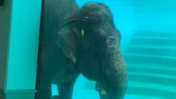 “นี่แหละหรือ คือสัตว์ตัวใหม่ที่พึ่งมาอยู่ที่พิพิธภัณฑ์สัตว์น้ำของเรา?”