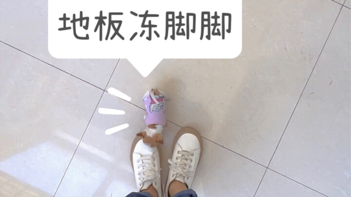 人类对吉娃娃的渺小一无所知