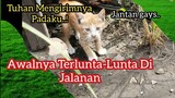 Kisah Anak Kucing Oren Hidup Berselimut Debu Jalanan | Awalnya Gigit Lihat Endingnya Bikin Nangis..!