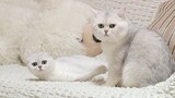 Cat JOY meets his wife BONBON first time | Cute & Romantic furry friends AWE