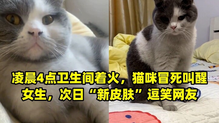 ตีสี่ห้องน้ำเกิดเพลิงไหม้ แมวสุดกล้าหาญบุกเข้าไปปลุกสาวให้ตื่น รุ่งขึ้น “ผิวใหม่” ทำชาวเน็ตฮาจนหัวเร