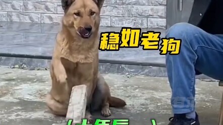 สุนัขตัวหนึ่งเมื่อสิบปีก่อนกับตอนนี้ ตอนจบแบบนี้ฉันคาดไม่ถึงเลย!