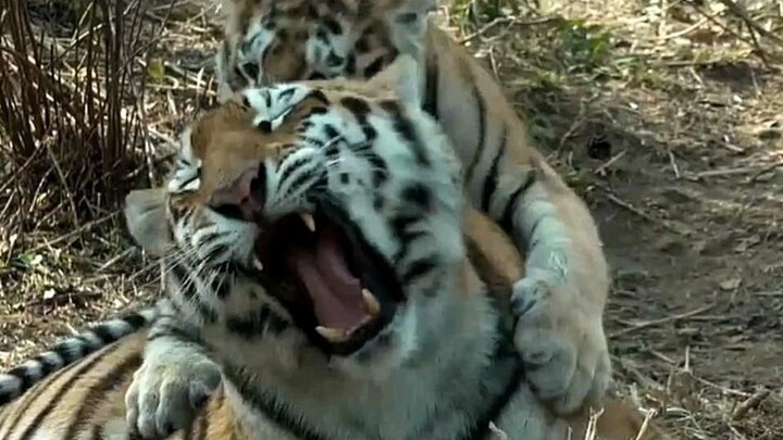 “Mom hasn’t hit me in three days”—the little tiger bullies its mom. The tigress: “He’s my own cub; I