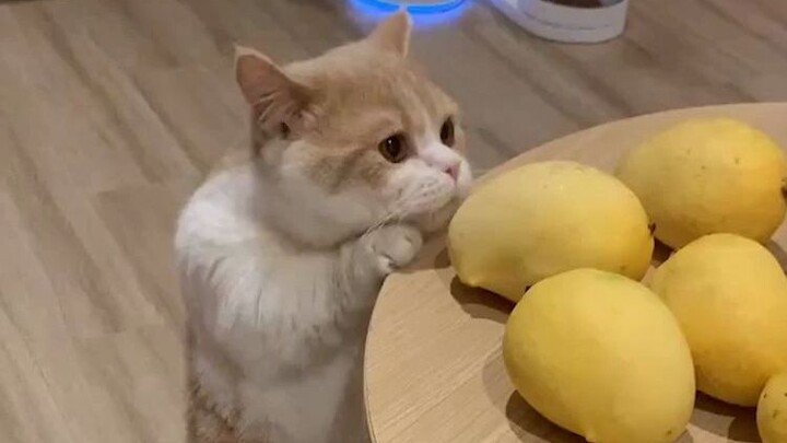 Ini mungkin biped terlucu yang pernah saya lihat.