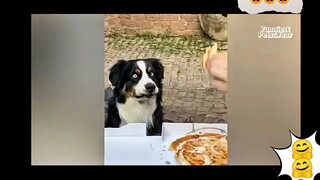 funny animals