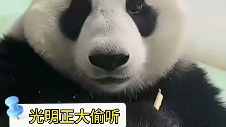 While eating bamboo, the giant panda Zhen Sheng suddenly stopped to eavesdrop on the keepers gossipi