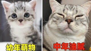 猫：我长残了？主人：你只是长成了猪！