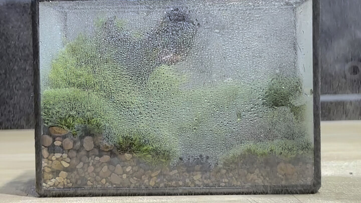 Just water the little fuzzball and it’ll stay super green!