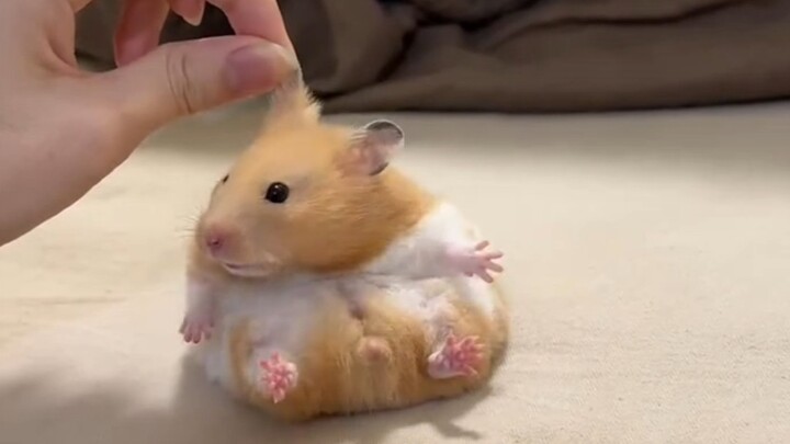 Only the strong are worthy of being a master’s pet.