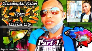 MY ORNAMENTAL FISH (Part 1) - Buying ornamental fishes in Maasin City, Southern Leyte