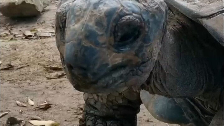 เพื่อนฉันจะอยู่รอดได้ยิ่งกว่าเขาไหม?