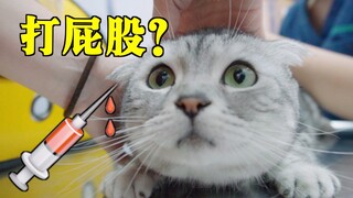 猫咪打针带上这个，瞬间变傻帽？医生也说学到了