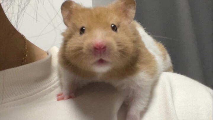 انتهى الأمر، يبدو أنه فهم الأمر أخيرًا.