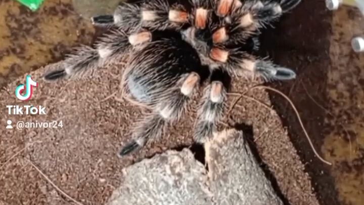 my Habibi🖤                before & after Molt 🕷️