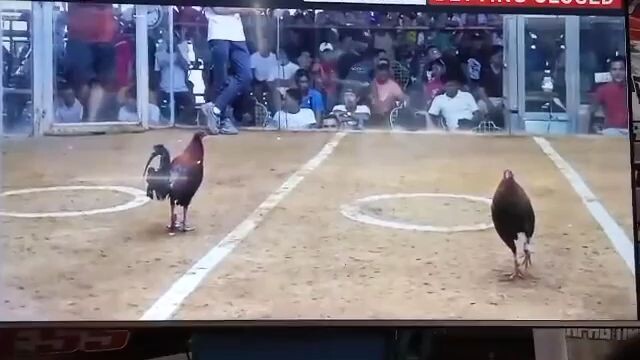 POSSUM SWEATER! Baka PTM line Yan!!