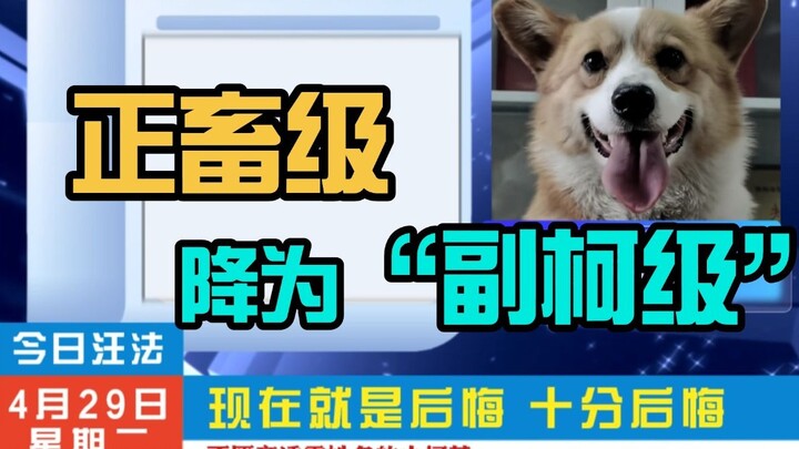 Anjing Polisi Weifang, Fuzai, “Gagal Saat Makan”! Kasus Kepolisian Weifang: Turun Level jadi “Tingka