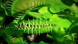 Dangerous plants flytrap venus
