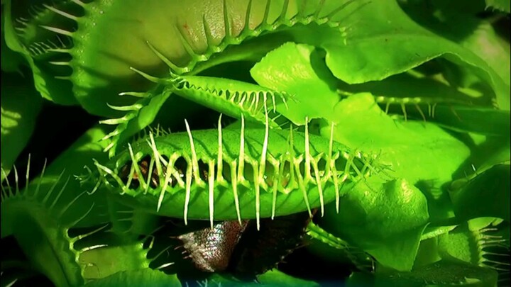 Dangerous plants flytrap venus