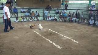 MAGULANG KONTRA BULL STAG DUMAYO PA KAMI SA JUBAN COCKPIT ARENA