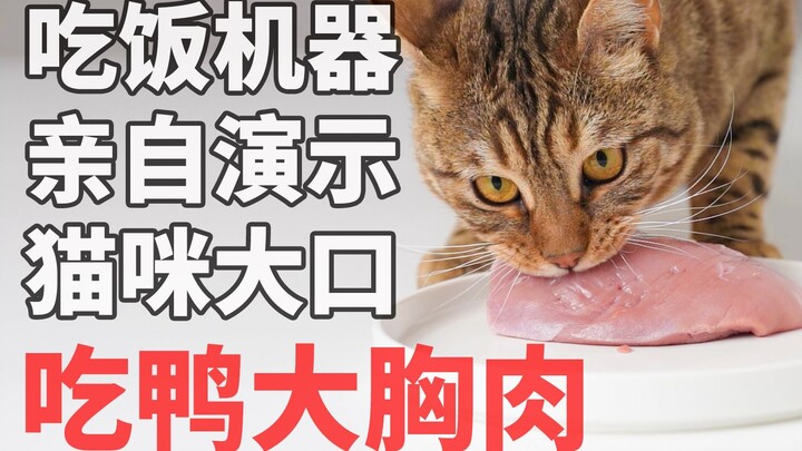 【豹猫】吃饭机器亲自演示生骨肉正确吃法，猫咪就该大口吃肉肉