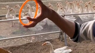 في النهاية، لم أستطع التحمل وأخذها؛ مهما كانت نوعية العمل التجاري، فكلها ليست سهلة، يكفي أن نلعب ونس