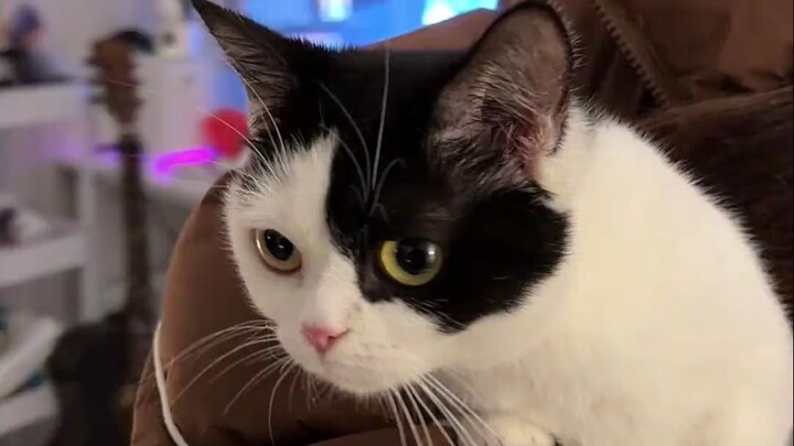 Setelah kucing dewasa, apakah ia sudah tidak mengingat ibunya sendiri? Bahkan sampai memukul ibu kan