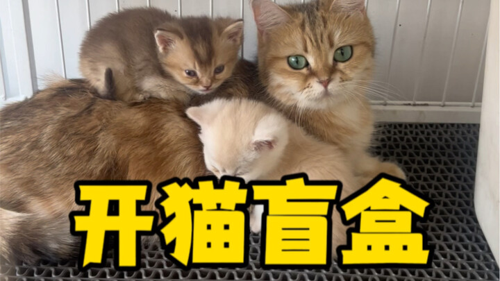 Con mèo xanh của tôi được ghép đôi với một con mèo lông vàng!