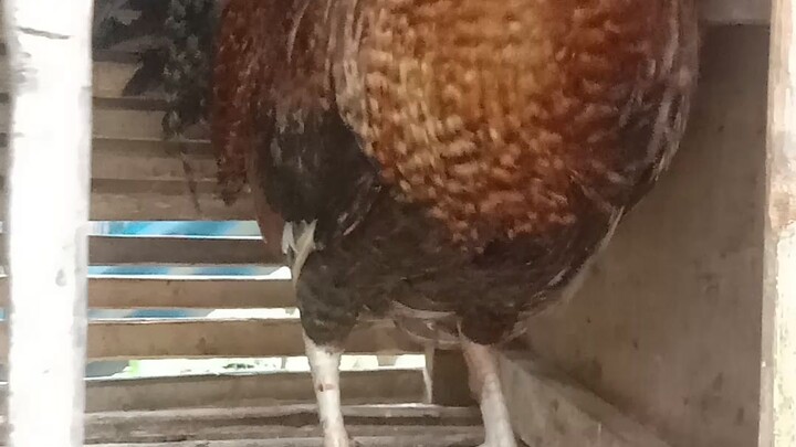 bulik 2 times winner