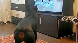 这年头，连狗狗都在对着视频坚持锻炼了，你呢？