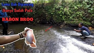 EDANN BROO!! LAMA GAK DIPANCING IKANYA SUDAH PADA BABON || Mancing Nila Di Air Deras