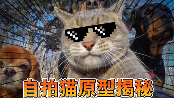 🕶️Unveiling the Real-Life Inspiration Behind the Selfie Cat