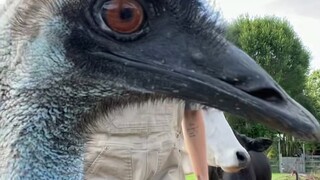 Burung yang sangat abstrak