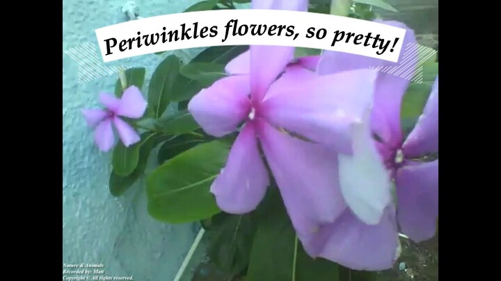 Periwinkle flowers, so pretty! [Nature & Animals]