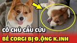 Cô chủ CẦU CỨU mọi người chỉ cách cứu em Corgi bị Đ.ỘNG K.INH 😢 | Yêu Lu