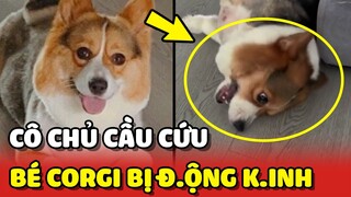 Cô chủ CẦU CỨU mọi người chỉ cách cứu em Corgi bị Đ.ỘNG K.INH 😢 | Yêu Lu