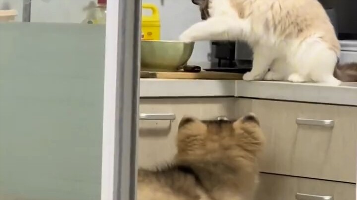 The cat you're raising is raising the dog you're raising.