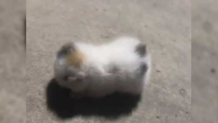 ‘🐱Cậu mũi bẩn làm đổ sữa rồi’