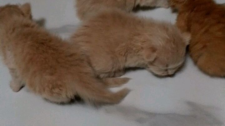 pussy cat