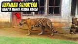 Warga Bengkalis Riau Heboh! Seekor Harimau MasuK Pemukiman dan T3rk4m Penjerat Rusa - Pertanda Apa?
